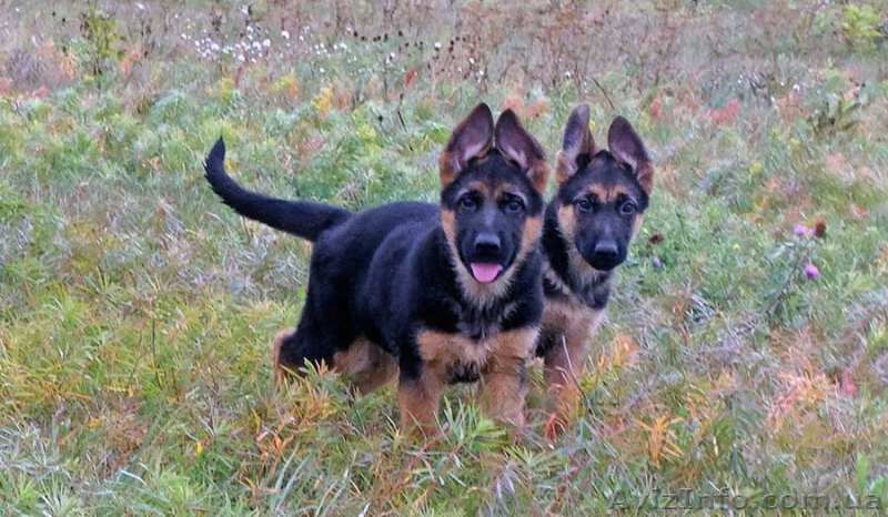 Щенки немецкой овчарки разных возрастов от питомника di Shless - <ro>Изображение</ro><ru>Изображение</ru> #1, <ru>Объявление</ru> #1494258