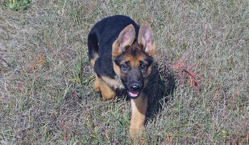 Щенки немецкой овчарки разных возрастов от питомника di Shless - <ro>Изображение</ro><ru>Изображение</ru> #3, <ru>Объявление</ru> #1494258