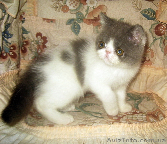 Экзотические короткошерстные котята биколорных окрасов - <ro>Изображение</ro><ru>Изображение</ru> #1, <ru>Объявление</ru> #1494053