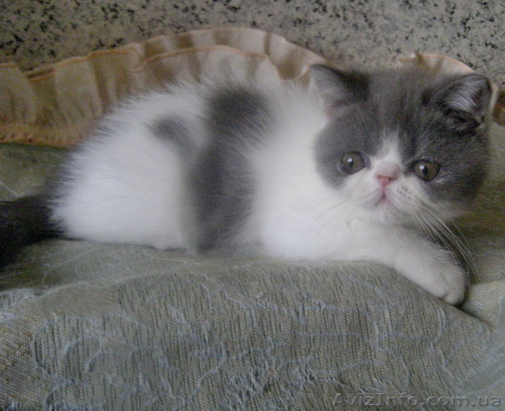 Экзотические короткошерстные котята биколорных окрасов - <ro>Изображение</ro><ru>Изображение</ru> #4, <ru>Объявление</ru> #1494053