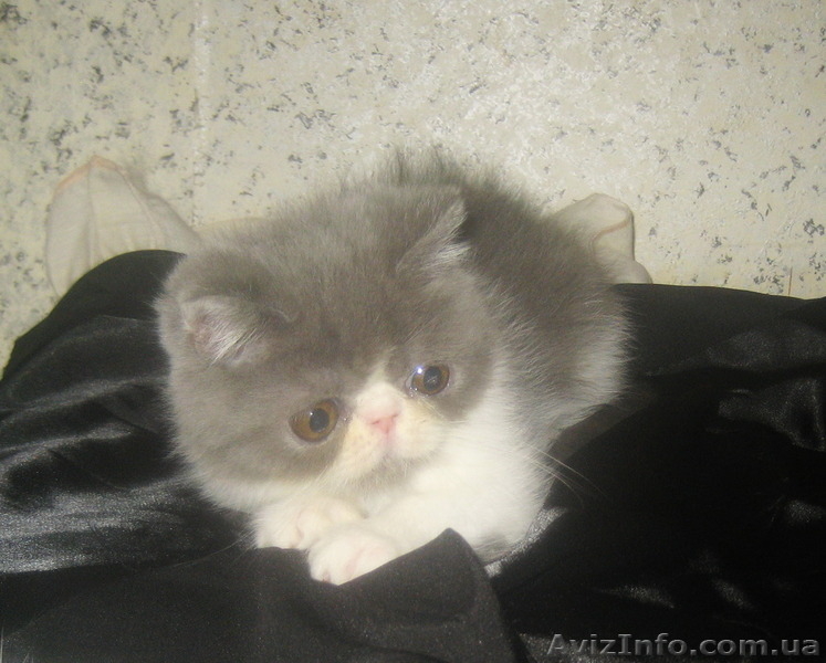 Экзотические короткошерстные котята биколорных окрасов - <ro>Изображение</ro><ru>Изображение</ru> #5, <ru>Объявление</ru> #1494053