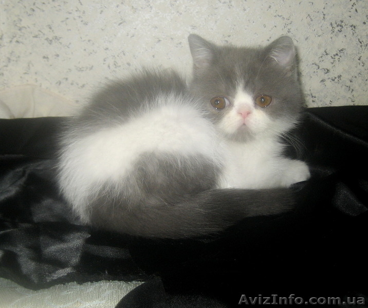 Экзотические короткошерстные котята биколорных окрасов - <ro>Изображение</ro><ru>Изображение</ru> #10, <ru>Объявление</ru> #1494053