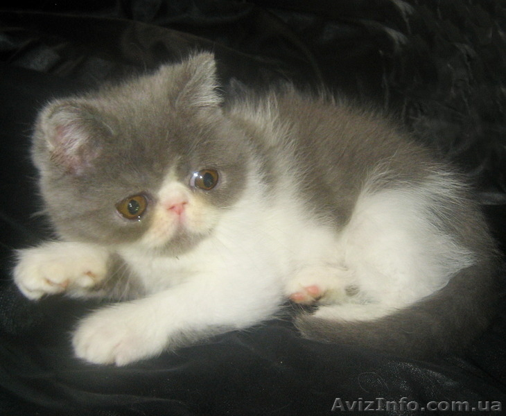 Экзотические короткошерстные котята биколорных окрасов - <ro>Изображение</ro><ru>Изображение</ru> #2, <ru>Объявление</ru> #1494053