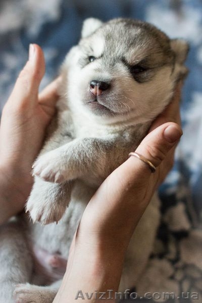 Бесплатно фотографирую собак - <ro>Изображение</ro><ru>Изображение</ru> #3, <ru>Объявление</ru> #1500371