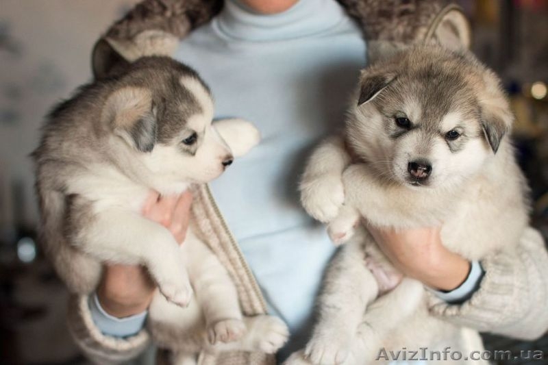 Бесплатно фотографирую собак - <ro>Изображение</ro><ru>Изображение</ru> #4, <ru>Объявление</ru> #1500371