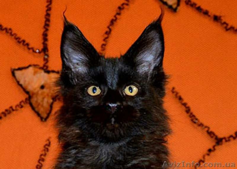 Котята Мейн-кун с превосходными породными данными. - <ro>Изображение</ro><ru>Изображение</ru> #1, <ru>Объявление</ru> #1509688