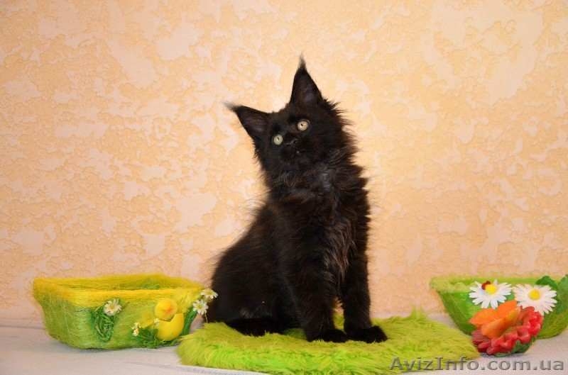 Котята Мейн-кун с превосходными породными данными. - <ro>Изображение</ro><ru>Изображение</ru> #2, <ru>Объявление</ru> #1509688