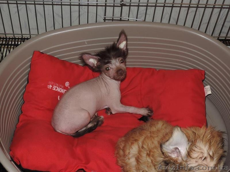 Продаю щенков китайской хохлатой собаки - <ro>Изображение</ro><ru>Изображение</ru> #3, <ru>Объявление</ru> #1504487