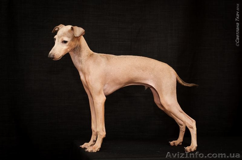 Левретка- прекрасный компаньон для нежных леди  - <ro>Изображение</ro><ru>Изображение</ru> #1, <ru>Объявление</ru> #1505605