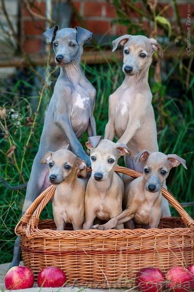 Левретка- прекрасный компаньон для нежных леди  - <ro>Изображение</ro><ru>Изображение</ru> #2, <ru>Объявление</ru> #1505605