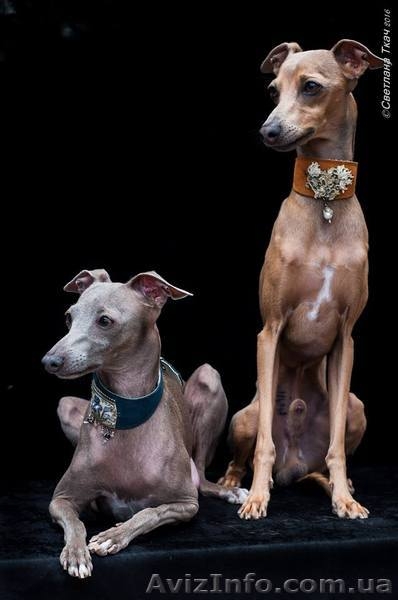 Левретка- прекрасный компаньон для нежных леди  - <ro>Изображение</ro><ru>Изображение</ru> #3, <ru>Объявление</ru> #1505605