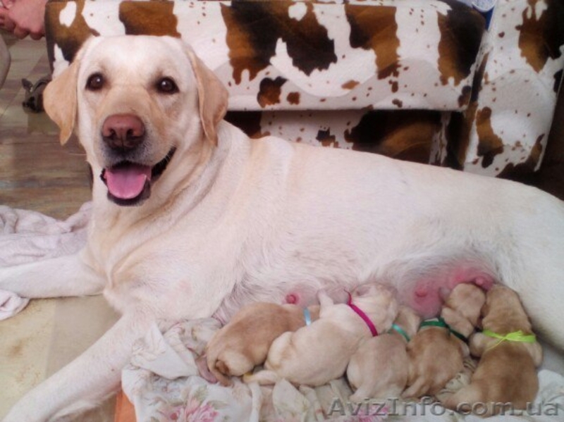 Открыто резервирование - <ro>Изображение</ro><ru>Изображение</ru> #2, <ru>Объявление</ru> #1509340