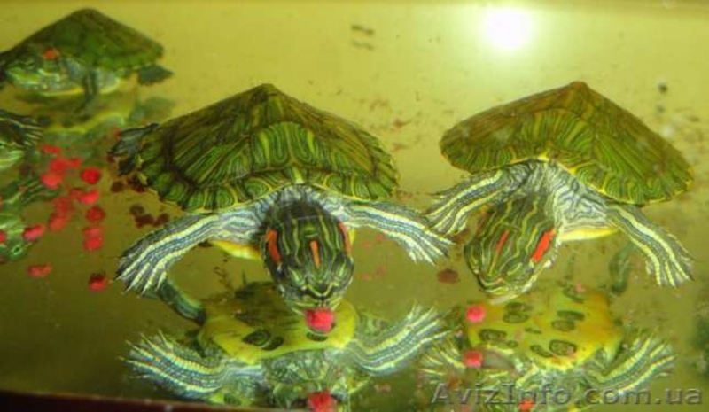 Прекрасный подарок - маленькая черепашка. Доставка - <ro>Изображение</ro><ru>Изображение</ru> #4, <ru>Объявление</ru> #1506419