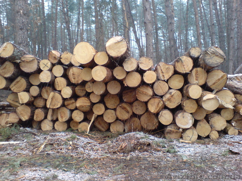 Удаление деревьев Киевронирование, обрезка деревьев.. К - <ro>Изображение</ro><ru>Изображение</ru> #4, <ru>Объявление</ru> #609930