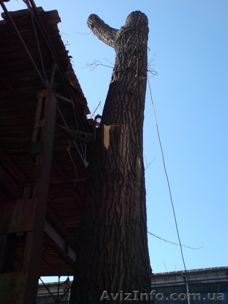 Удаление деревьев Киевронирование, обрезка деревьев.. К - <ro>Изображение</ro><ru>Изображение</ru> #3, <ru>Объявление</ru> #609930