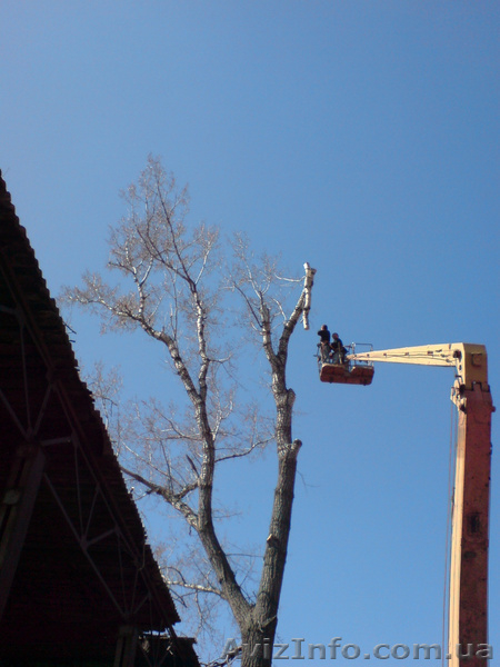 Удаление деревьев Киевронирование, обрезка деревьев.. К - <ro>Изображение</ro><ru>Изображение</ru> #5, <ru>Объявление</ru> #609930
