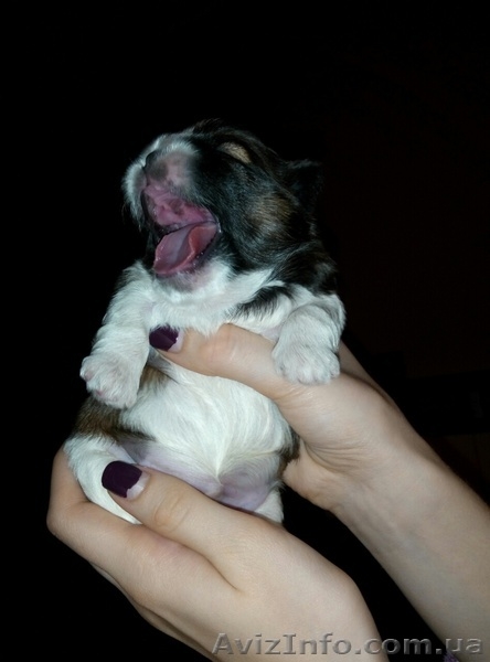 Щенки Ши-тцу. Великолепная ребетня. Очаровашки - <ro>Изображение</ro><ru>Изображение</ru> #1, <ru>Объявление</ru> #1508494