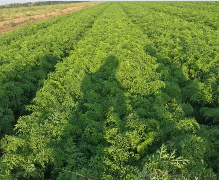 МОРКОВЬ - прямой поставщик из Украины - <ro>Изображение</ro><ru>Изображение</ru> #7, <ru>Объявление</ru> #1507376