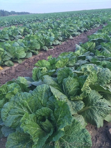 КАПУСТА ПЕКИНСКАЯ - прямой поставщик из Украины - <ro>Изображение</ro><ru>Изображение</ru> #4, <ru>Объявление</ru> #1507381