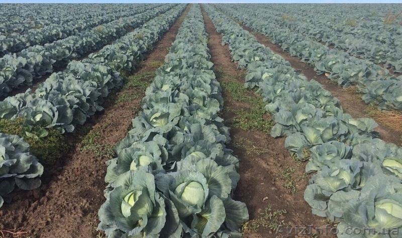 КАПУСТА БЕЛОКОЧАННАЯ - прямой поставщик из Украины - <ro>Изображение</ro><ru>Изображение</ru> #5, <ru>Объявление</ru> #1507380