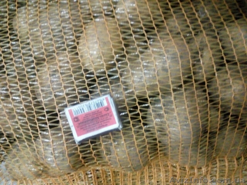 КАРТОФЕЛЬ - прямой поставщик из Украины - <ro>Изображение</ro><ru>Изображение</ru> #2, <ru>Объявление</ru> #1507378