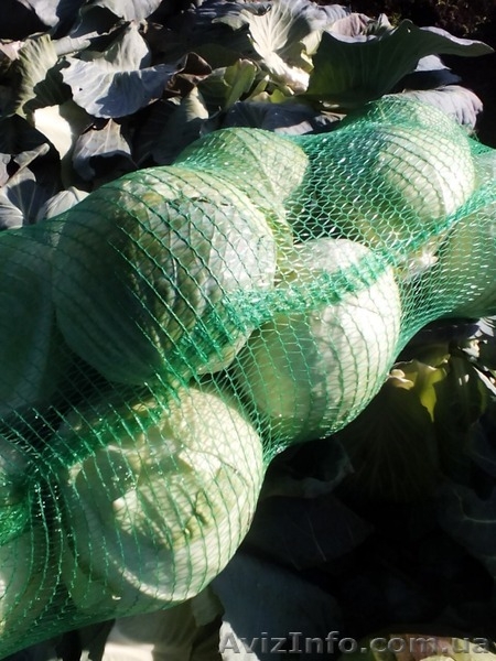 КАПУСТА БЕЛОКОЧАННАЯ - прямой поставщик из Украины - <ro>Изображение</ro><ru>Изображение</ru> #2, <ru>Объявление</ru> #1507380