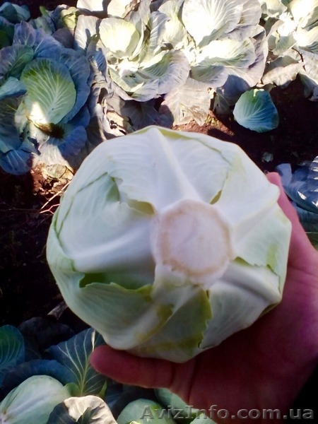 КАПУСТА БЕЛОКОЧАННАЯ - прямой поставщик из Украины - <ro>Изображение</ro><ru>Изображение</ru> #4, <ru>Объявление</ru> #1507380
