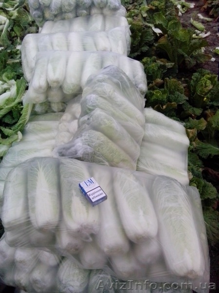 КАПУСТА ПЕКИНСКАЯ - прямой поставщик из Украины - <ro>Изображение</ro><ru>Изображение</ru> #3, <ru>Объявление</ru> #1507381