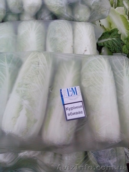 КАПУСТА ПЕКИНСКАЯ - прямой поставщик из Украины - <ro>Изображение</ro><ru>Изображение</ru> #2, <ru>Объявление</ru> #1507381