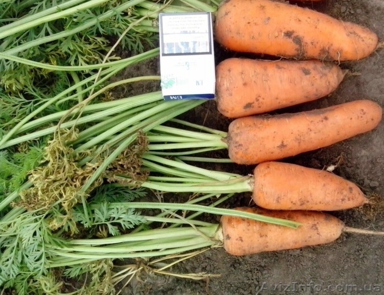 МОРКОВЬ - прямой поставщик из Украины - <ro>Изображение</ro><ru>Изображение</ru> #6, <ru>Объявление</ru> #1507376