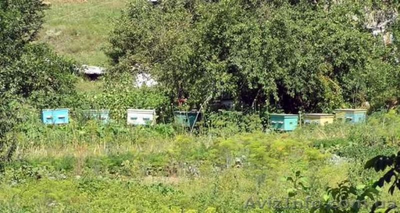 Мед отличного вкуса и качества со своей пасеки. - <ro>Изображение</ro><ru>Изображение</ru> #3, <ru>Объявление</ru> #1507481