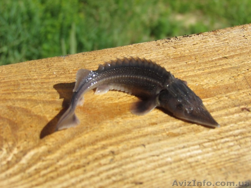 Продажа малька Бестера - <ro>Изображение</ro><ru>Изображение</ru> #3, <ru>Объявление</ru> #1515582