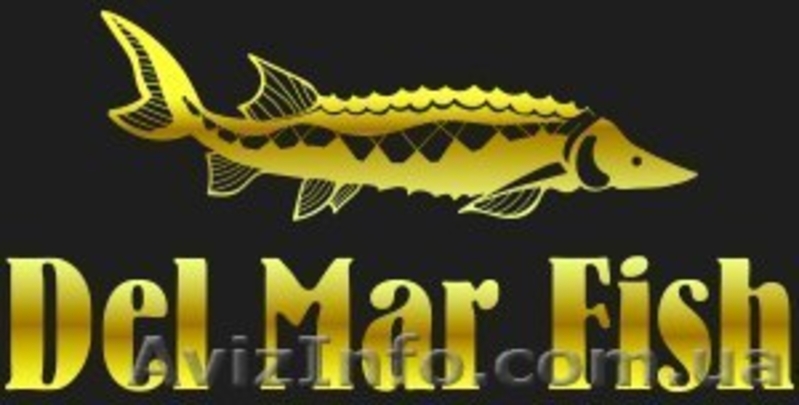 Продажа малька Бестера - <ro>Изображение</ro><ru>Изображение</ru> #4, <ru>Объявление</ru> #1515582