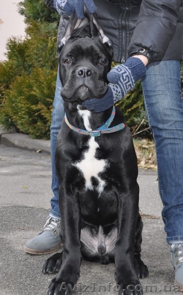 Породный щенок кане корсо от пары чемпионов ,кобель. КСУ. - <ro>Изображение</ro><ru>Изображение</ru> #1, <ru>Объявление</ru> #1515080