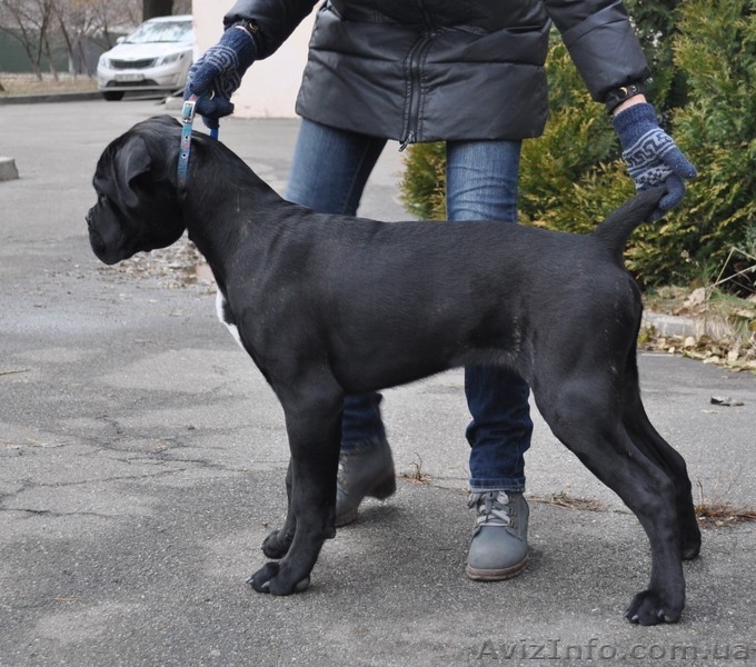 Породный щенок кане корсо от пары чемпионов ,кобель. КСУ. - <ro>Изображение</ro><ru>Изображение</ru> #2, <ru>Объявление</ru> #1515080