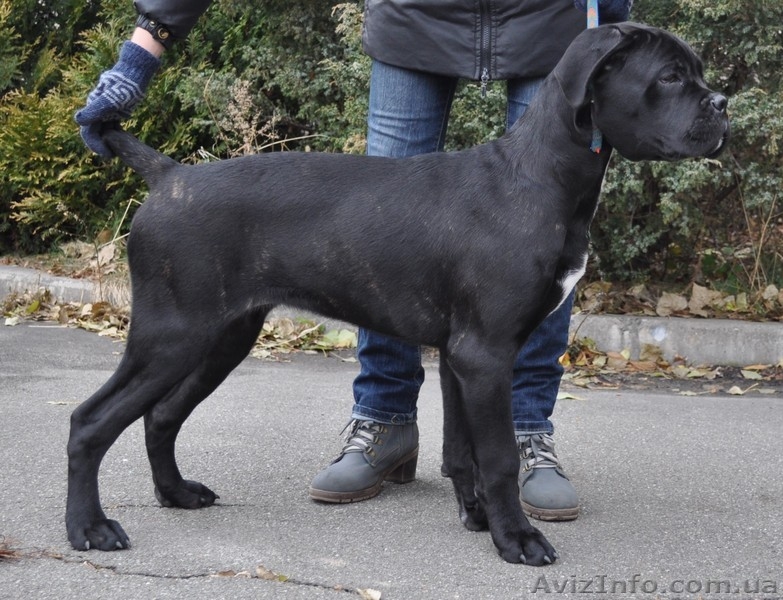 Породный щенок кане корсо от пары чемпионов ,кобель. КСУ. - <ro>Изображение</ro><ru>Изображение</ru> #3, <ru>Объявление</ru> #1515080