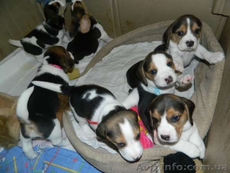 Продажа щенков Бигля - <ro>Изображение</ro><ru>Изображение</ru> #5, <ru>Объявление</ru> #1514577