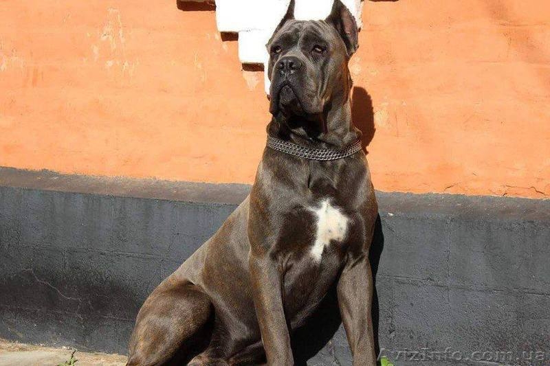 Породный щенок кане корсо от пары чемпионов ,кобель. КСУ. - <ro>Изображение</ro><ru>Изображение</ru> #5, <ru>Объявление</ru> #1515080