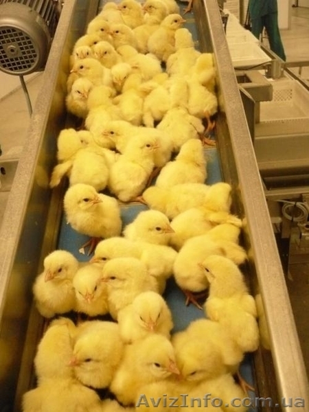 Продам яйцо инкубационное, а также суточный молодняк.  - <ro>Изображение</ro><ru>Изображение</ru> #3, <ru>Объявление</ru> #1521815