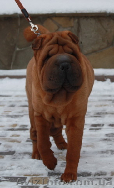 щеночки шарпейчиков красного окраса - <ro>Изображение</ro><ru>Изображение</ru> #6, <ru>Объявление</ru> #1525207