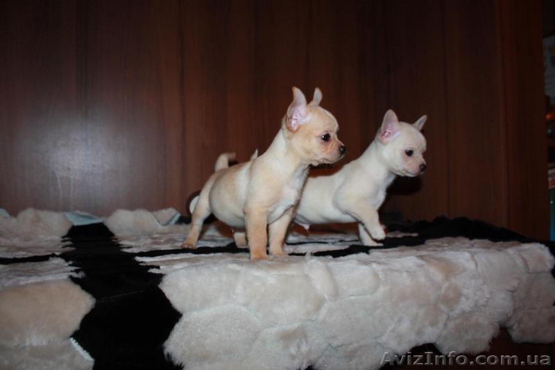 щеночки на лодошке - <ro>Изображение</ro><ru>Изображение</ru> #3, <ru>Объявление</ru> #1525206