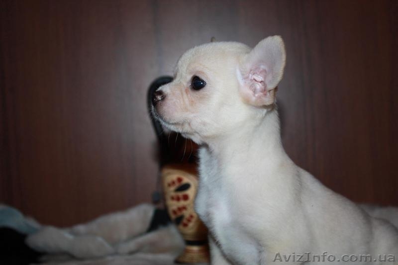 щеночки на лодошке - <ro>Изображение</ro><ru>Изображение</ru> #1, <ru>Объявление</ru> #1525206