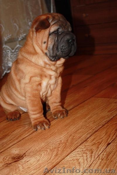 щеночки шарпейчиков красного окраса - <ro>Изображение</ro><ru>Изображение</ru> #2, <ru>Объявление</ru> #1525207