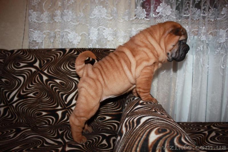 щеночки шарпейчиков красного окраса - <ro>Изображение</ro><ru>Изображение</ru> #3, <ru>Объявление</ru> #1525207