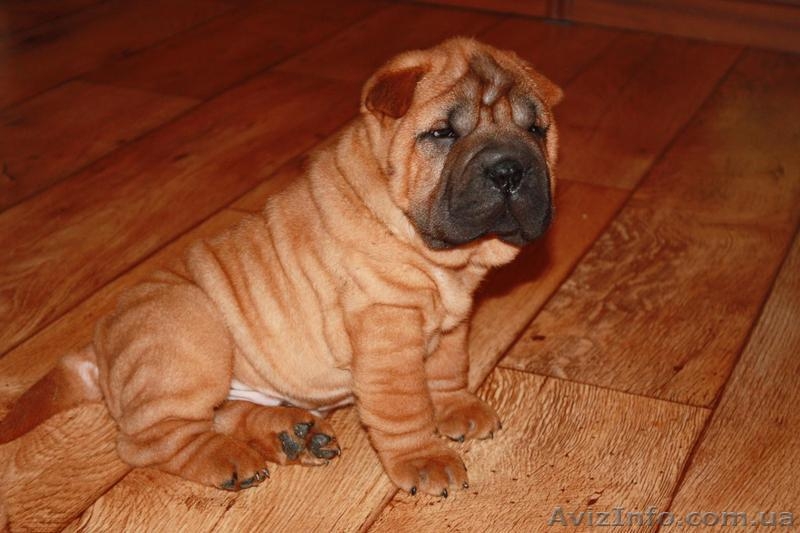 щеночки шарпейчиков красного окраса - <ro>Изображение</ro><ru>Изображение</ru> #1, <ru>Объявление</ru> #1525207