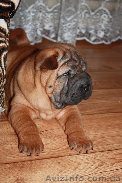 щеночки шарпейчиков красного окраса - <ro>Изображение</ro><ru>Изображение</ru> #4, <ru>Объявление</ru> #1525207