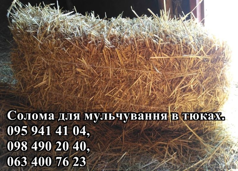 Солома для мульчування рослин в квадратних тюках вагою 20-25 кг - <ro>Изображение</ro><ru>Изображение</ru> #1, <ru>Объявление</ru> #1532004