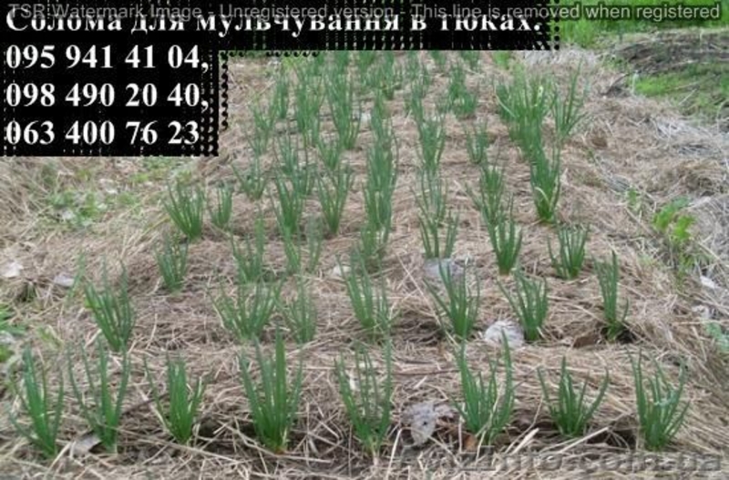 Солома для мульчування рослин в квадратних тюках вагою 20-25 кг - <ro>Изображение</ro><ru>Изображение</ru> #3, <ru>Объявление</ru> #1532004