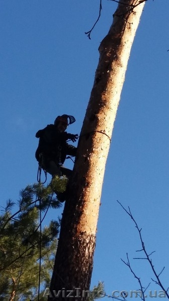 Спил деревьев, спилить, спиливание, валка, снос зданий - <ro>Изображение</ro><ru>Изображение</ru> #1, <ru>Объявление</ru> #1536226