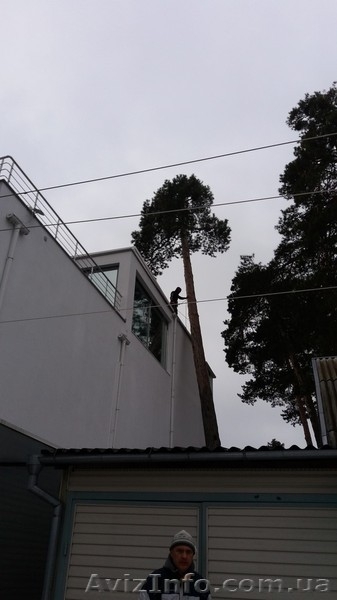 Спил деревьев, спилить, спиливание, валка, снос зданий - <ro>Изображение</ro><ru>Изображение</ru> #2, <ru>Объявление</ru> #1536226